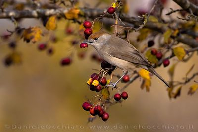 Blackcap (Sylvia atricapilla)