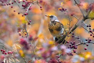 Fielfare (Turdus pilaris)