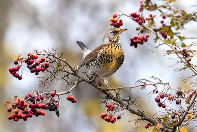 Fielfare (Turdus pilaris)