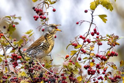 Fielfare (Turdus pilaris)