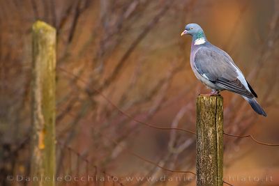 Common Woodpigeon (Columba palumbus)