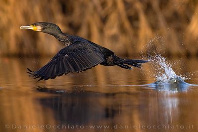 Great Cormorant (Phalacrocorax carbo sinensis)