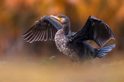 Great Cormorant (Phalacrocorax carbo sinensis)