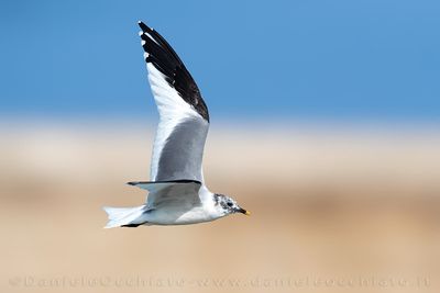 Sabine's Gull (Xema sabini)