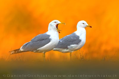 Yellow-legged Gull (Larus michahellis)