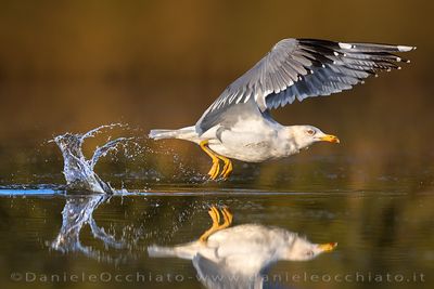 Yellow-legged Gull (Larus michahellis)