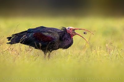 Northern Bald Ibis (Geronticus eremita)