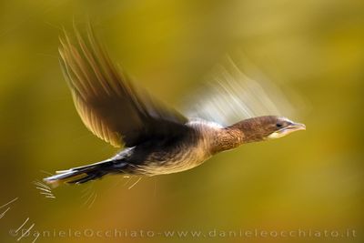 Pygmy Cormorant (Microcarbo pygmaeus)