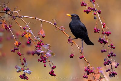 Blackbird (Merlo)