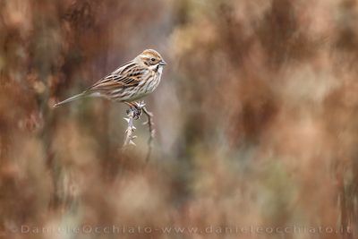 Reed Bunting (Emberiza schoeniclus)