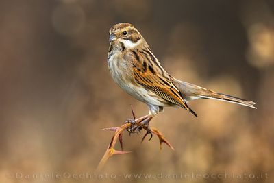 Reed Bunting (Emberiza schoeniclus)