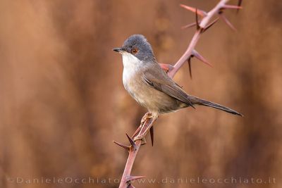 Sardinian Warbler (Sylvia melanocephala)