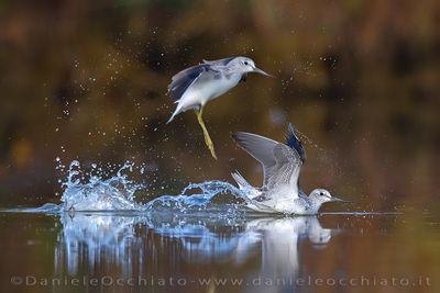 Greenshank (Tringa nebularia)