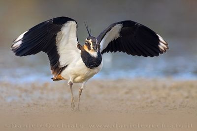 Northern Lapwing (Vanellus vanellus)