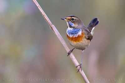 Bluethroat (Luscinia svecica)