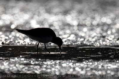 Green Sandpiper (Tringa ochropus)