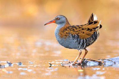 Water Rail (Rallus aquaticus)