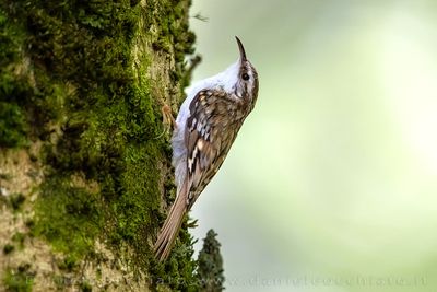 Eurasian Treecreeper (Certhia familiaris)