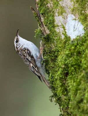 Eurasian Treecreeper (Certhia familiaris)