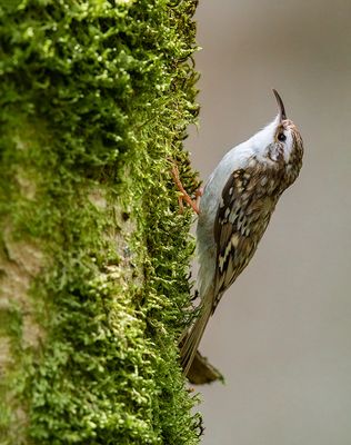 Eurasian Treecreeper (Certhia familiaris)