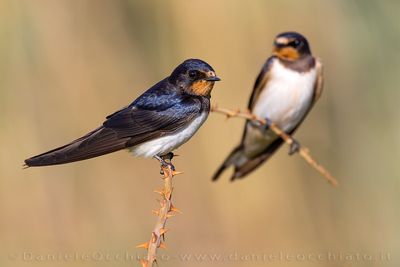 Barn Swallow (Hirundo rustica)