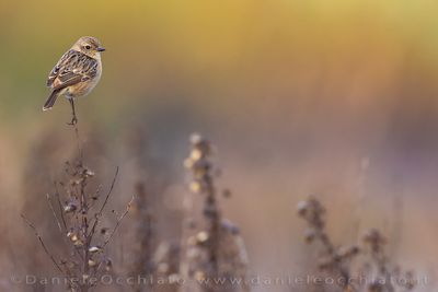 European Stonechat (Saxicola rubicola)