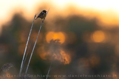 European Stonechat (Saxicola rubicola)