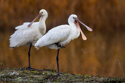 Eurasian Spoonbill (Platalea leucorodia)