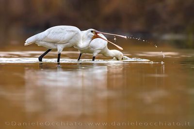 Eurasian Spoonbill (Platalea leucorodia)
