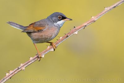 Spectacled Warbler (Sylvia conspicillata)