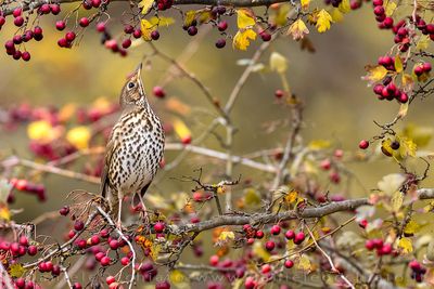 Song Thrush (Turdus philomelos)