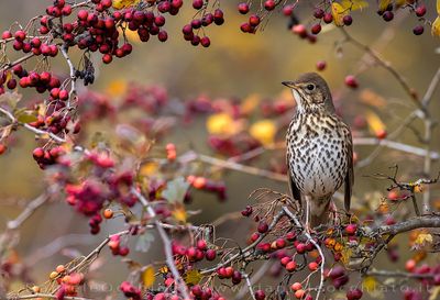 Song Thrush (Turdus philomelos)