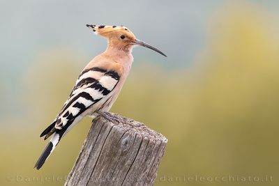 Hoopoe (Upupa epops)