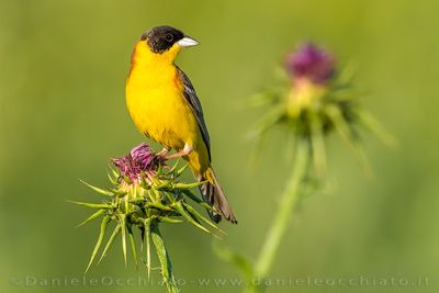 Black-headed Bunting (Emberiza melanocephala)