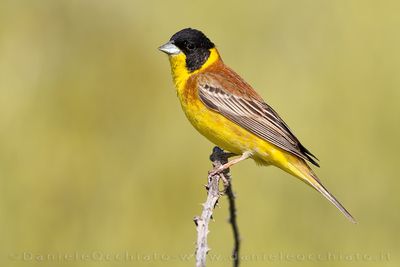 Black-headed Bunting (Emberiza melanocephala)