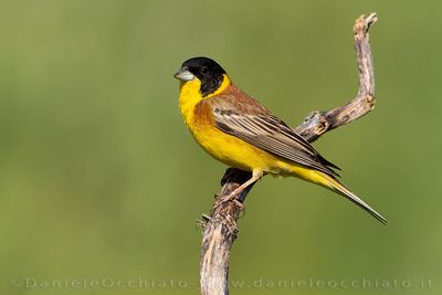 Black-headed Bunting (Emberiza melanocephala)