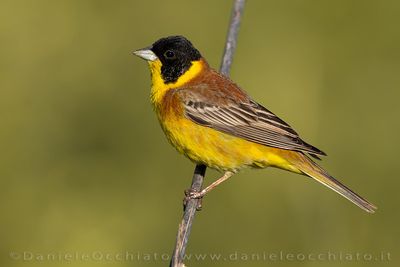 Black-headed Bunting (Emberiza melanocephala)