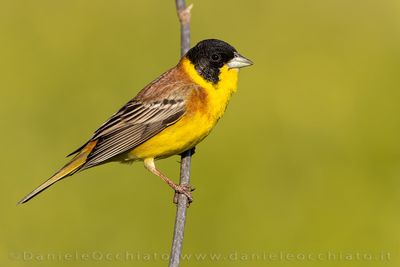 Black-headed Bunting (Emberiza melanocephala)