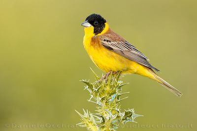 Black-headed Bunting (Emberiza melanocephala)