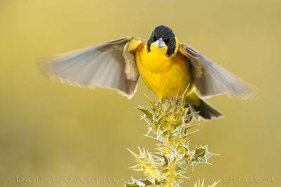 Black-headed Bunting (Emberiza melanocephala)