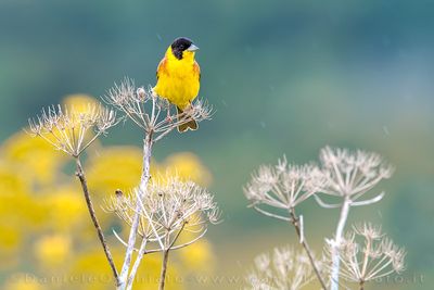 Black-headed Bunting (Emberiza melanocephala)