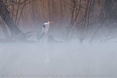 Grey Heron (Ardea cinerea)