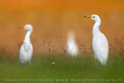 Cattle Egret (Airone guardabuoi)