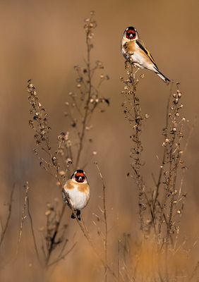 European Goldfinch (Carduelis carduelis)