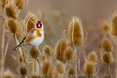 European Goldfinch (Carduelis carduelis)