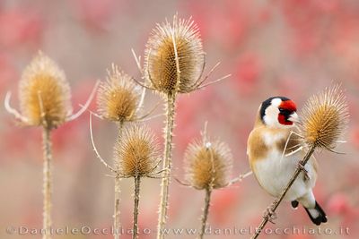 European Goldfinch (Carduelis carduelis)