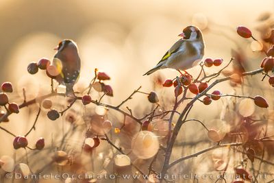 European Goldfinch (Carduelis carduelis)