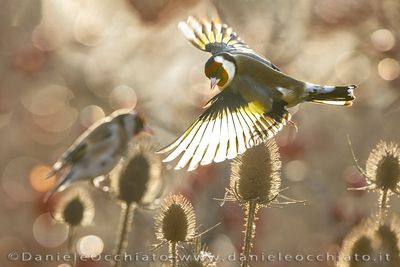 European Goldfinch (Carduelis carduelis)