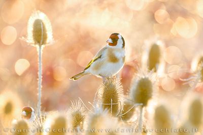 European Goldfinch (Carduelis carduelis)