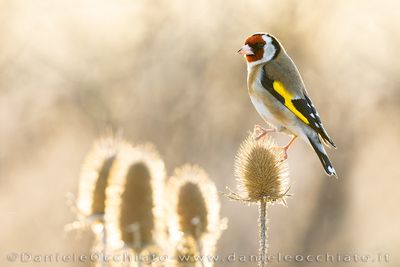 European Goldfinch (Carduelis carduelis)